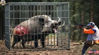 🔴The Wild Boar Monster Falls into a Trap - A Frenzied Fight - Hunters Rush to Confront It