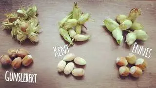 Know your Cobnuts