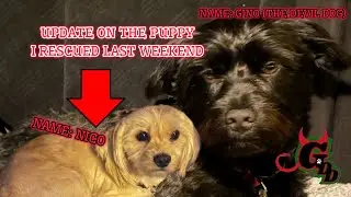 UPDATE! On the Puppy I rescued this week! Good and bad news! 