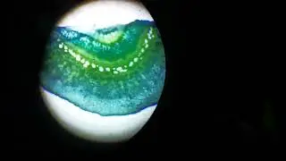 Oleander (Nerium sp.) leaf, with midrib c.s. (cross section), under microscope.
