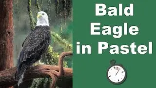 How to Draw a Bald Eagle in Pastel