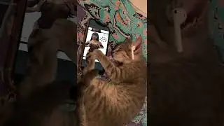 Cat listening to Jaycie J's 
