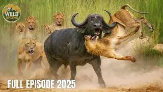 HWANGE NATIONAL PARK | Untold Wildlife Survival Stories in Africa&rsquo;s Harshest Wilderness
