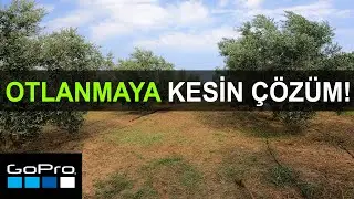 Zeytin Bah&ccedil;elerinde Ot Temizliği ve Mal&ccedil;lama