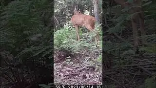 Unseen Wildlife Revealed: Trail Camera Video of a WILD Deer!