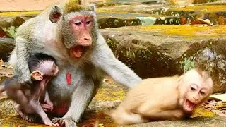 Mother Jane become nasty warning small monkey disturb her baby Jonna