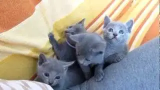 Russian  Blue kittens