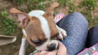 Cool Days, Happy Tails: Boston Terriers in Action! 🌬️❤️