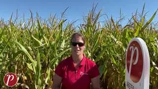 Stephanie Myslik, Sales Agronomist for PRIDE Seeds Highlights Corn Hybrid A6975G2 RIB.