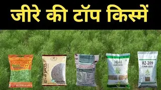 जीरे की सबसे ज्यादा पैदावार देने वाली टॉप 5 किस्में |किसानों की पहली पसंद #CuminFarming#FarmingIndia
