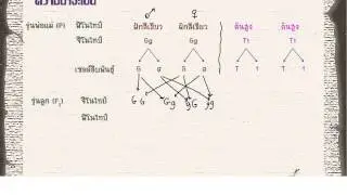 ความน่าจะเป็นกับพันธุศาสตร์ พันธุศาสตร์ ม.6