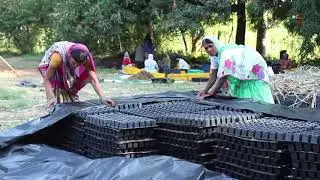 Sugarcane Nursery  Cultivate sugarcane easily and reduce the time & money of cultivation