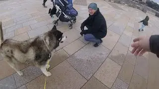 This Has To Be The Most Friendliest Husky Ever!!