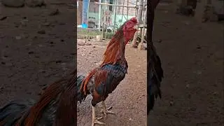 Rooster morning crowing sounds #chicken #birds #rooster