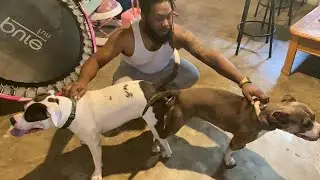35 day pregnant American￼ pitbull terrier￼ update