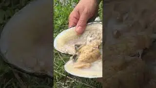 Open pearl oysters and collect pearls #pearl #amazing #pearls #diamond #pearlclam
