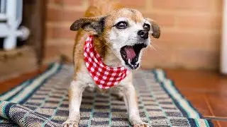 Dogs trotting around with animals: Cats, pigs, chickens, rabbits - Video of dogs barking