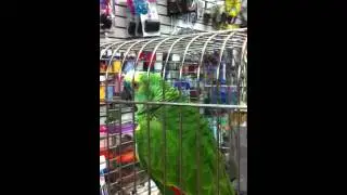Crying Parrot at Marineland Pets on Villard Milwaukee￼