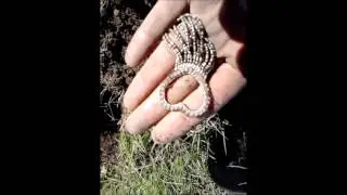 the shilling and the ring