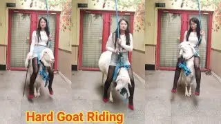 Goat Riding New Video please Subscribe my channel #highlights #viralvideo #goat #funny 