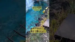 天王寺動物園ホッキョクグマのホウちゃんに会えた！