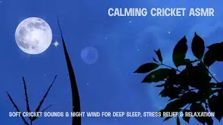 Calming Cricket ASMR | Soft Cricket Sounds & Night Wind for Deep Sleep, Stress Relief & Relaxation