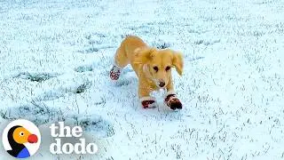 Dogs Getting The Zoomies For Their First Snow Day Of The Year | The Dodo