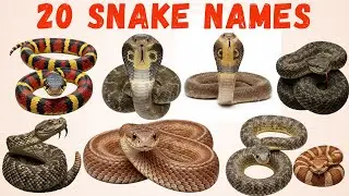Reptile Names in English for Kids  20 Reptile Animals with Pictures & Sounds