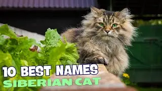 10 Best Names for Siberian Cats 🐾❄️