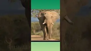 ആനകളുടെ കുടുംബചരിത്രം: Elephantidae ഫാമിലിയെക്കുറിച്ച് എല്ലാം അറിയാം | Elephant Family Tree