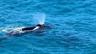 2025 Border Run and Beyond - Whales, Water and Windmills