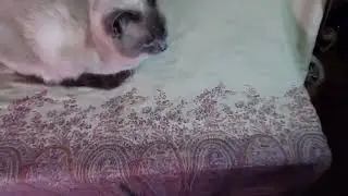 A Background Show & Tell