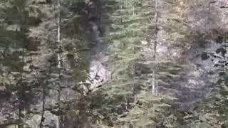 Footage from Todd Standing of a Climbing Bigfoot