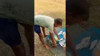 Rohu katla mix breed fish #shorts #viral #trending #fish #fishing #minivlog #rohu #katla #mixbreed
