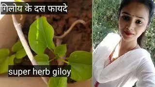 #fightagainstcorona|POWER HERB GILOY|BUILD IMMUNITY| HELPFUL IN OTHER DISESEAS |