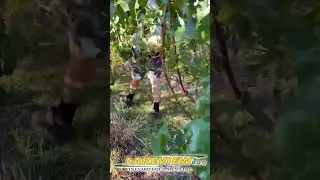 How well does a mechanical grape harvester work? Are there any berries left on the vine?