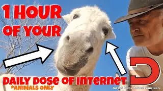 1 Hour of Daily Dose of Internet *ANIMALS ONLY