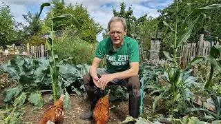 Rocallums Garten 11: Ein guter Boden