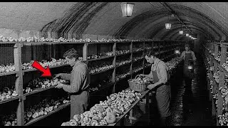 Que sont devenus les bunkers du Mur de l’Atlantique en France après la guerre ?