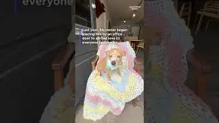 Rescue dog with three legs inspires visitors in Canada #Shorts