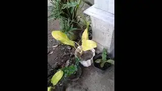 perbanyak bunga philo dendrum moonlight@DIYGardenIdeas