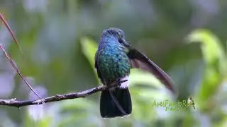 ZUMBADOR VERDE acicala su plumaje (Green Mango, Anthracothorax viridis) ENDEMICA de Puerto Rico