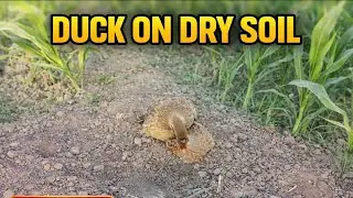 female bird mating call|female green cheek |conure sounds|female house finch call|quail bird sound 