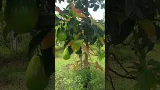 JUST LEARNING TO BEAR FRUIT #farming #nature #asmr