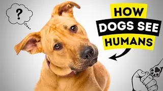 How Dogs See Humans | Understanding Their Vision
