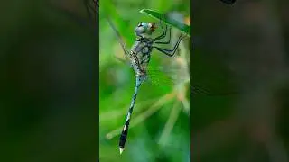 Dragonfly Macro Photography with Apexel 100mm 4k Macro Lens 🔥😍 #nature #macroshot #macrophotography