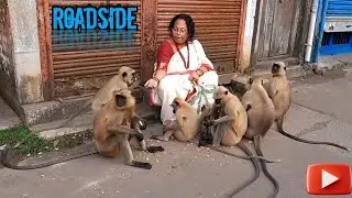 Roadside nurture | Step forward and feed them | Animal lover | Monkey feeding | Monkey kids