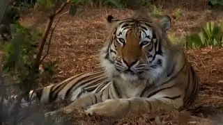 What LSU students think about having Mike VII in Tiger Stadium