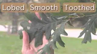 Tree Identification Connections to Science