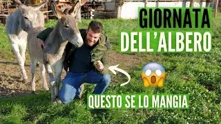 ALBERI BUONI da MANGIARE per gli ANIMALI, sistemi silvopastorali